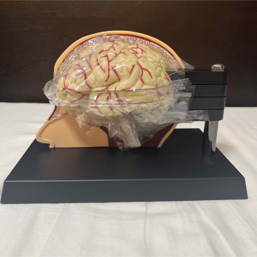 脳模型/人体模型/断面図 エンタメ/ホビーのおもちゃ/ぬいぐるみ(その他)の商品写真