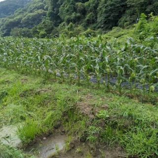 とうもろこし　ゴールドラッシュ６本(野菜)