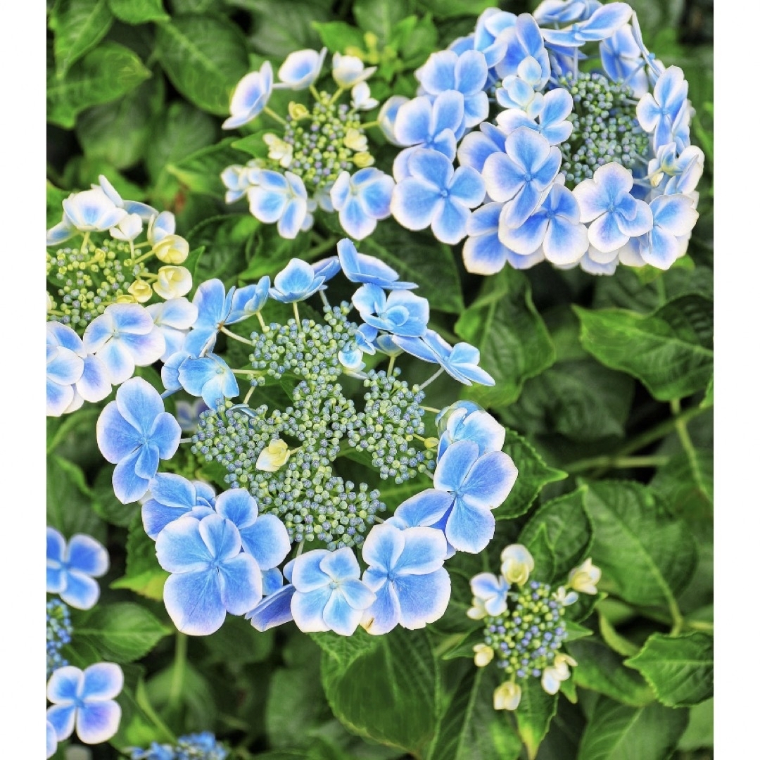 🌸sold out🌸《アジサイ苗　水凪鳥　紫陽花》⭐︎ラクマパック⭐︎ ハンドメイドのフラワー/ガーデン(その他)の商品写真