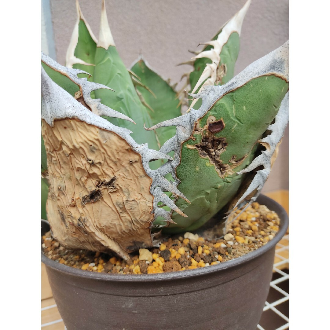 ☆発根済☆Agave アガベ オアハカオテロイ ワイルド 現地球 特大希少美