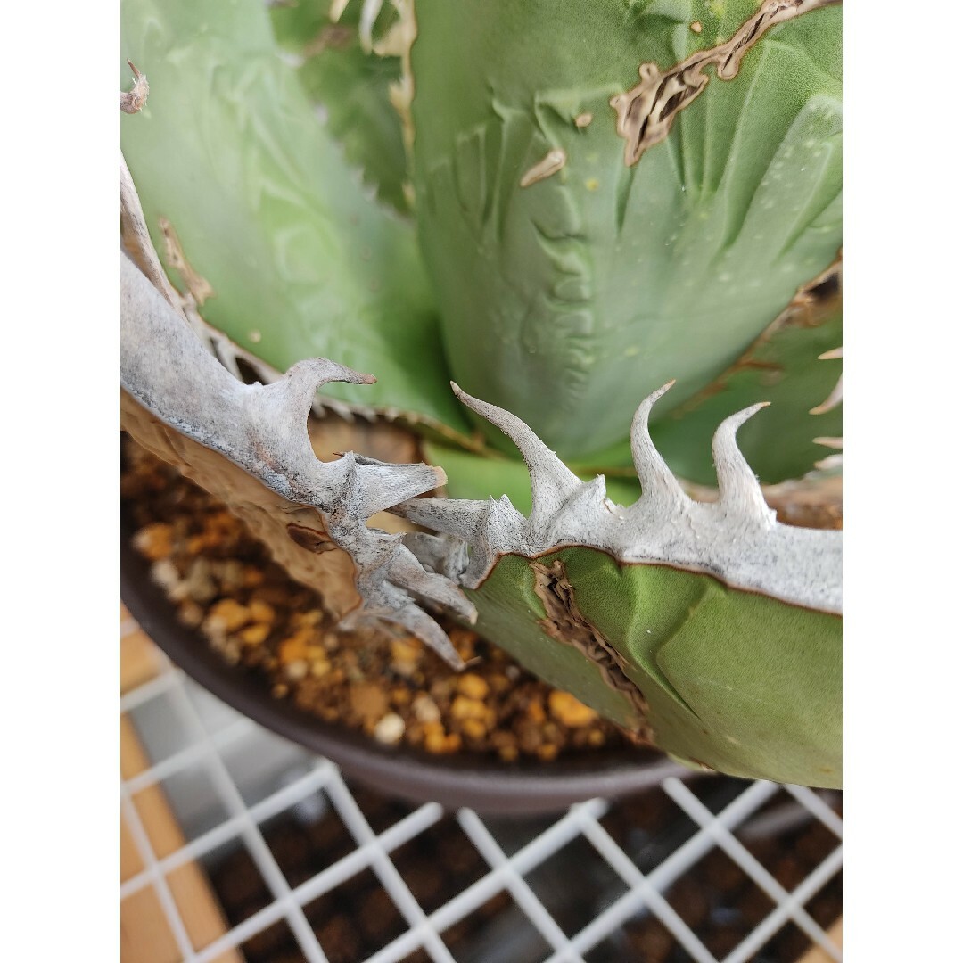 ☆発根済☆Agave アガベ オアハカオテロイ ワイルド 現地球 特大希少美