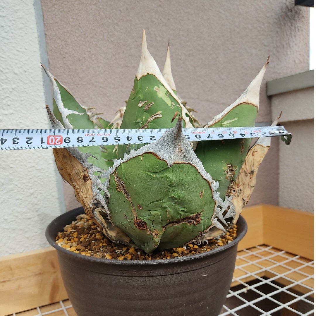 ★発根済★Agave アガベ オアハカオテロイ ワイルド 現地球 特大希少美株