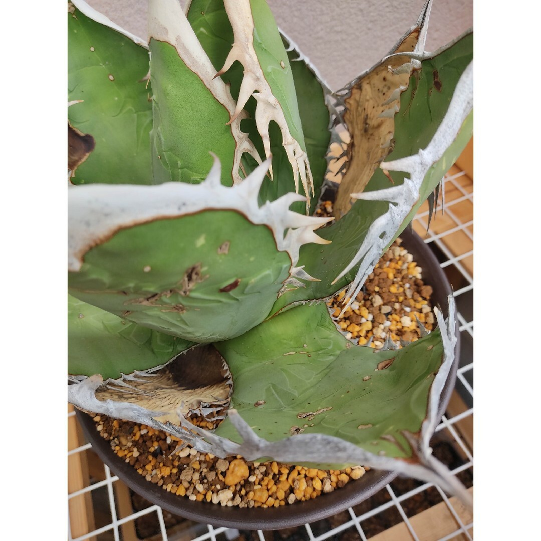 ☆発根済☆Agave アガベ オアハカオテロイ ワイルド 現地球 特大希少美