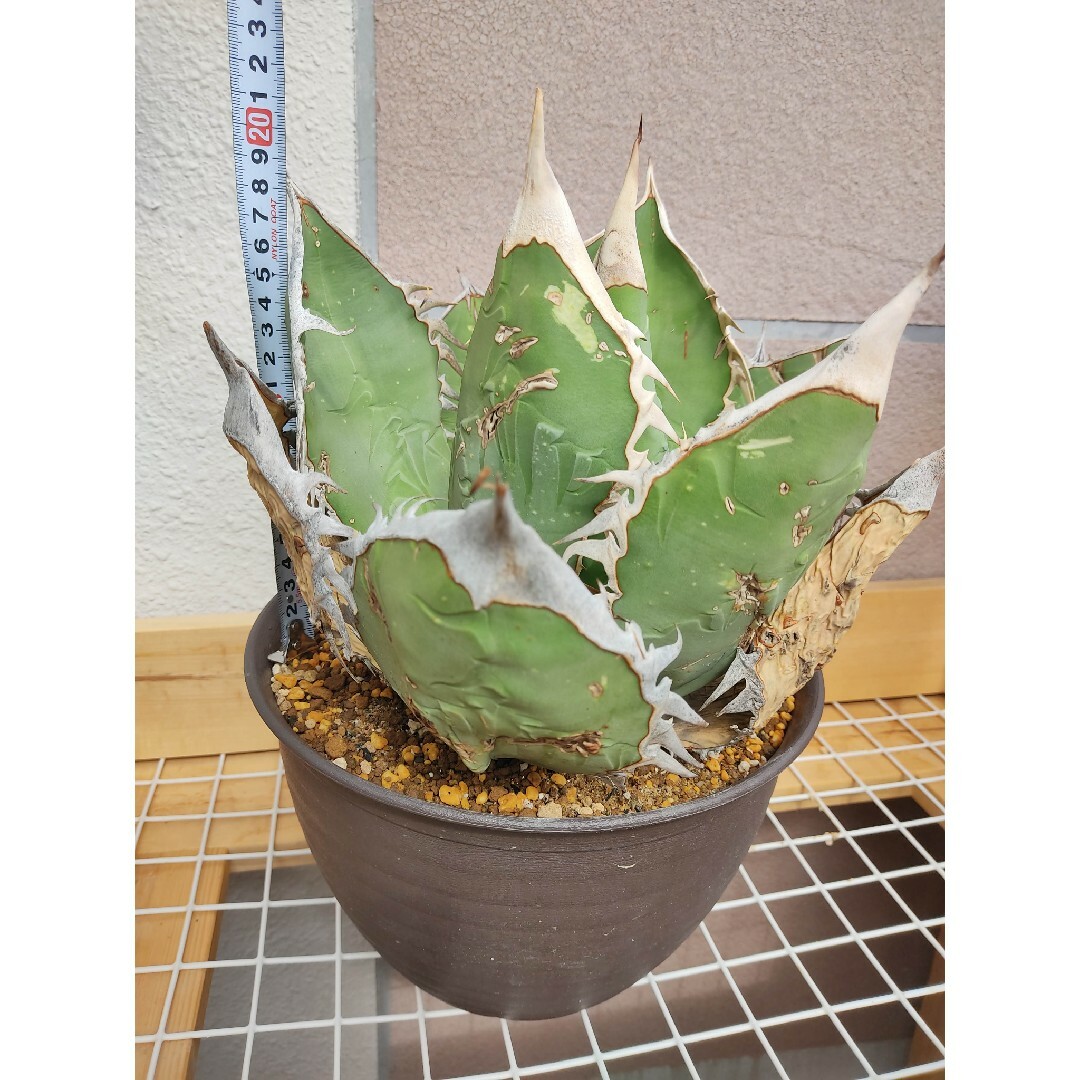 ★発根済★Agave アガベ オアハカオテロイ ワイルド 現地球 特大希少美株