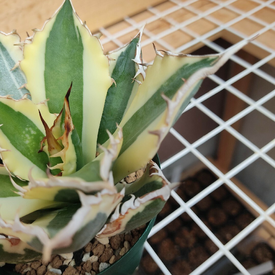 ★発根済★Agave アガベ スナグルトゥース 暴牙 大型 USA現地球 美株