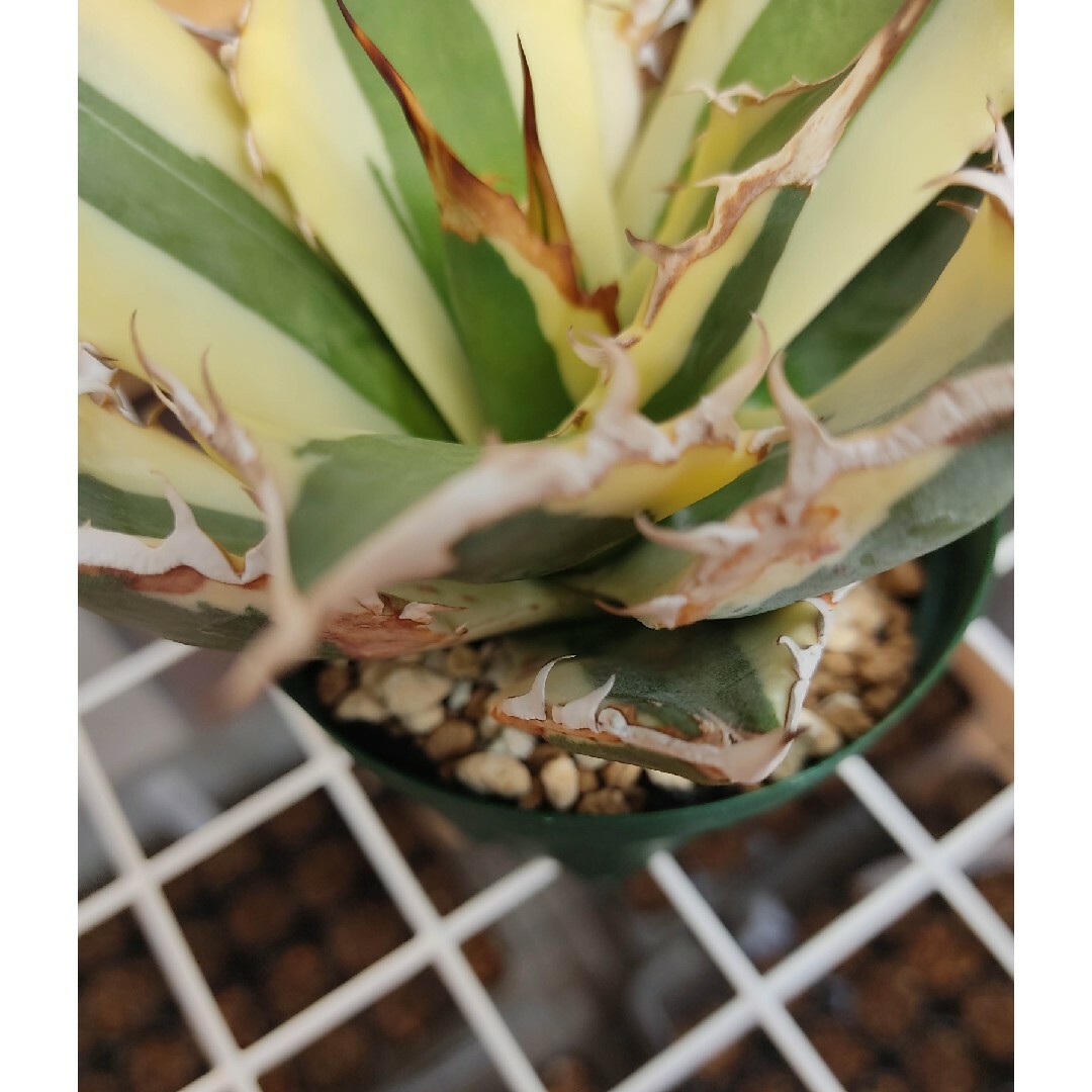 ★発根済★Agave アガベ スナグルトゥース 暴牙 大型 USA現地球 美株