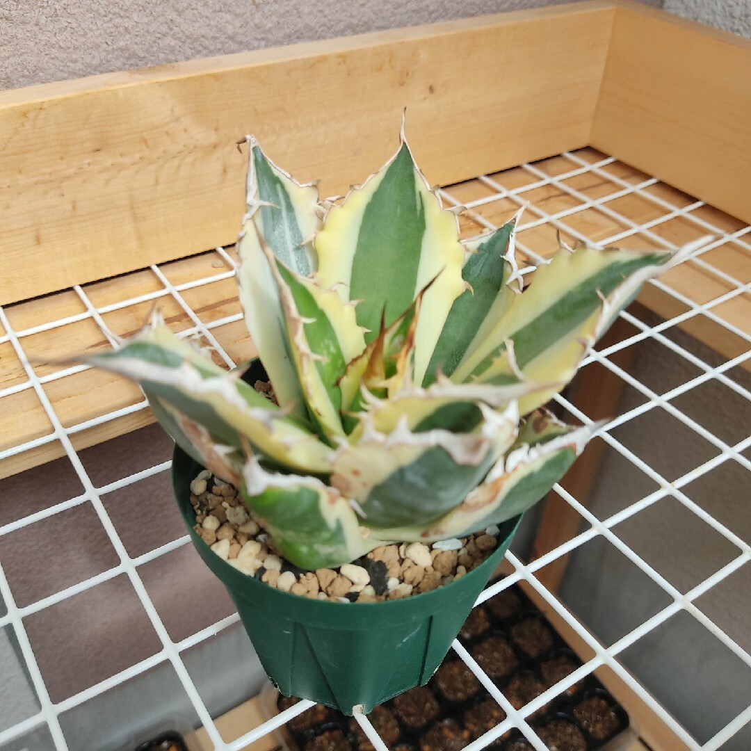 ☆発根済☆Agave アガベ スナグルトゥース 暴牙 大型 USA現地球 美株