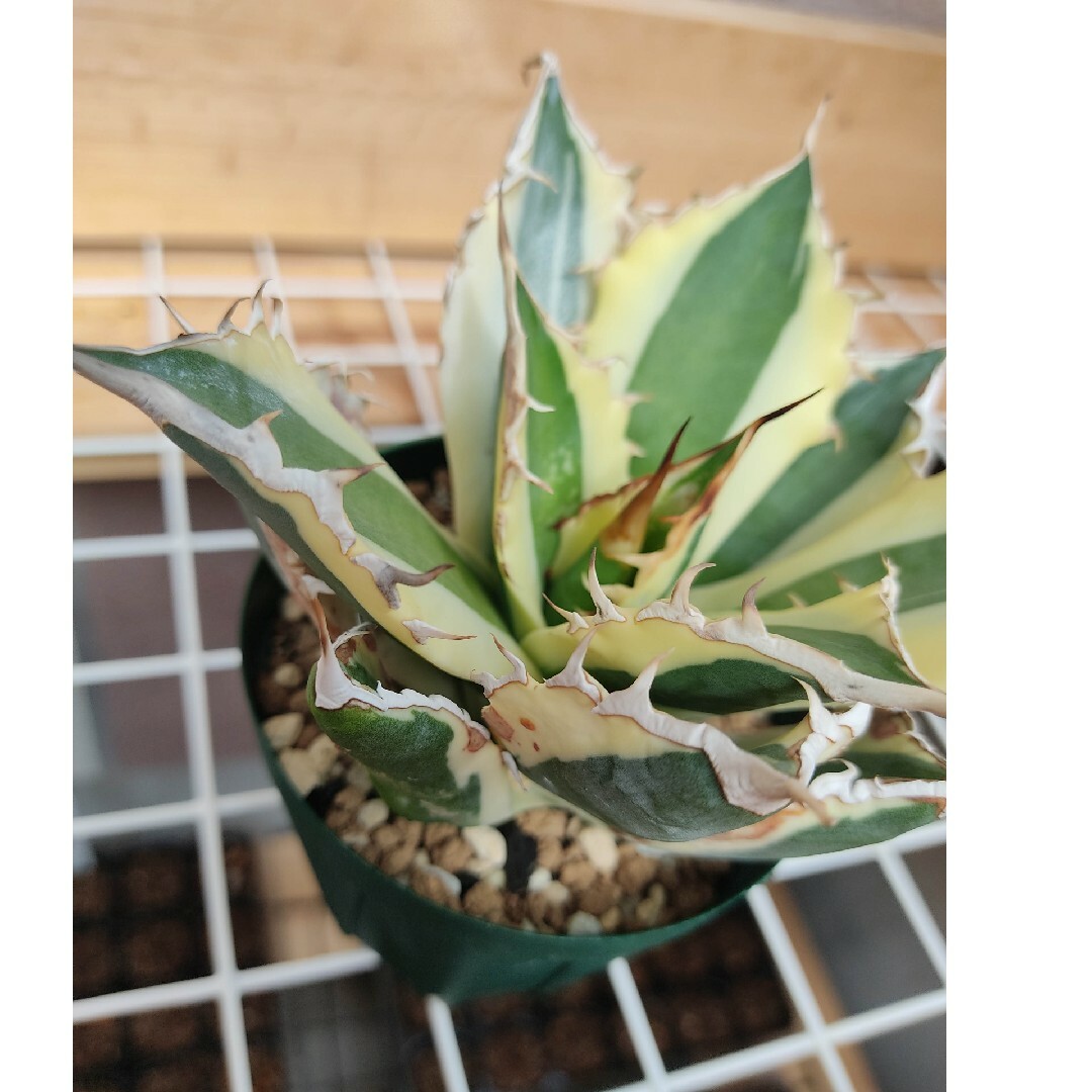 ★発根済★Agave アガベ スナグルトゥース 暴牙 大型 USA現地球 美株