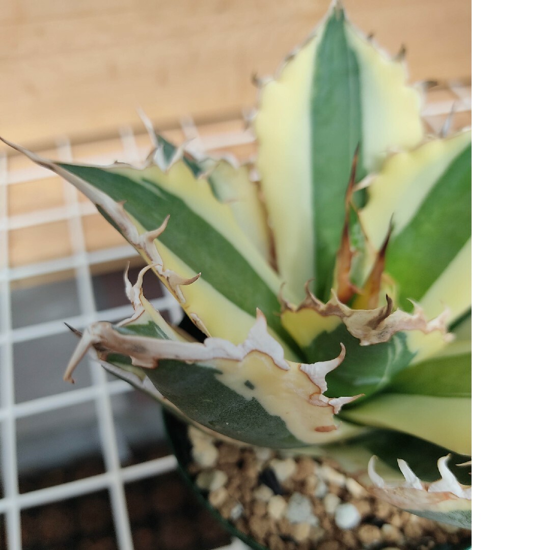 ★発根済★Agave アガベ スナグルトゥース 暴牙 大型 USA現地球 美株