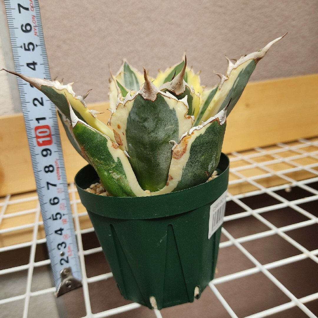 ★発根済★Agave アガベ スナグルトゥース 暴牙 大型 USA現地球 美株