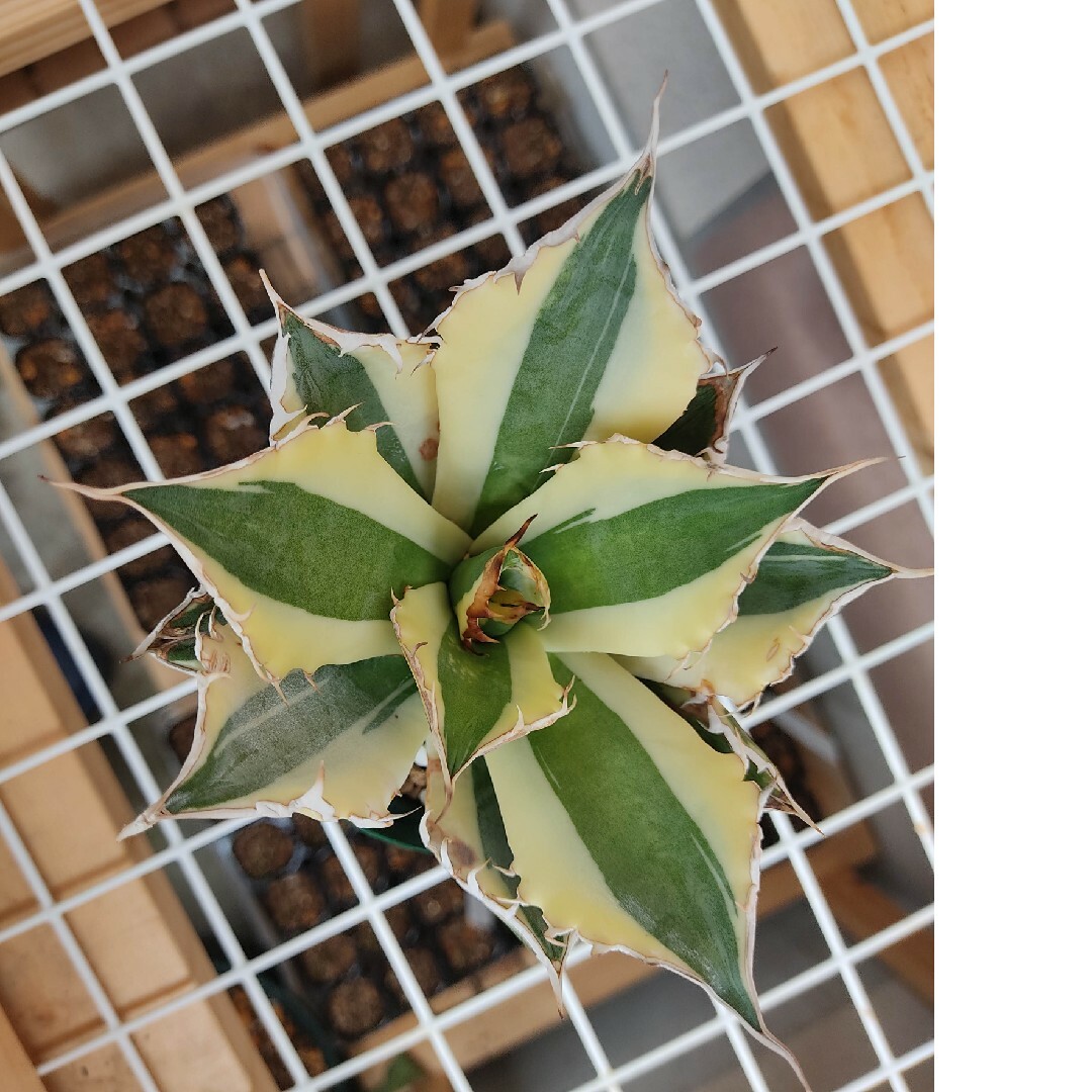 ★発根済★Agave アガベ スナグルトゥース 暴牙 大型 USA現地球 美株