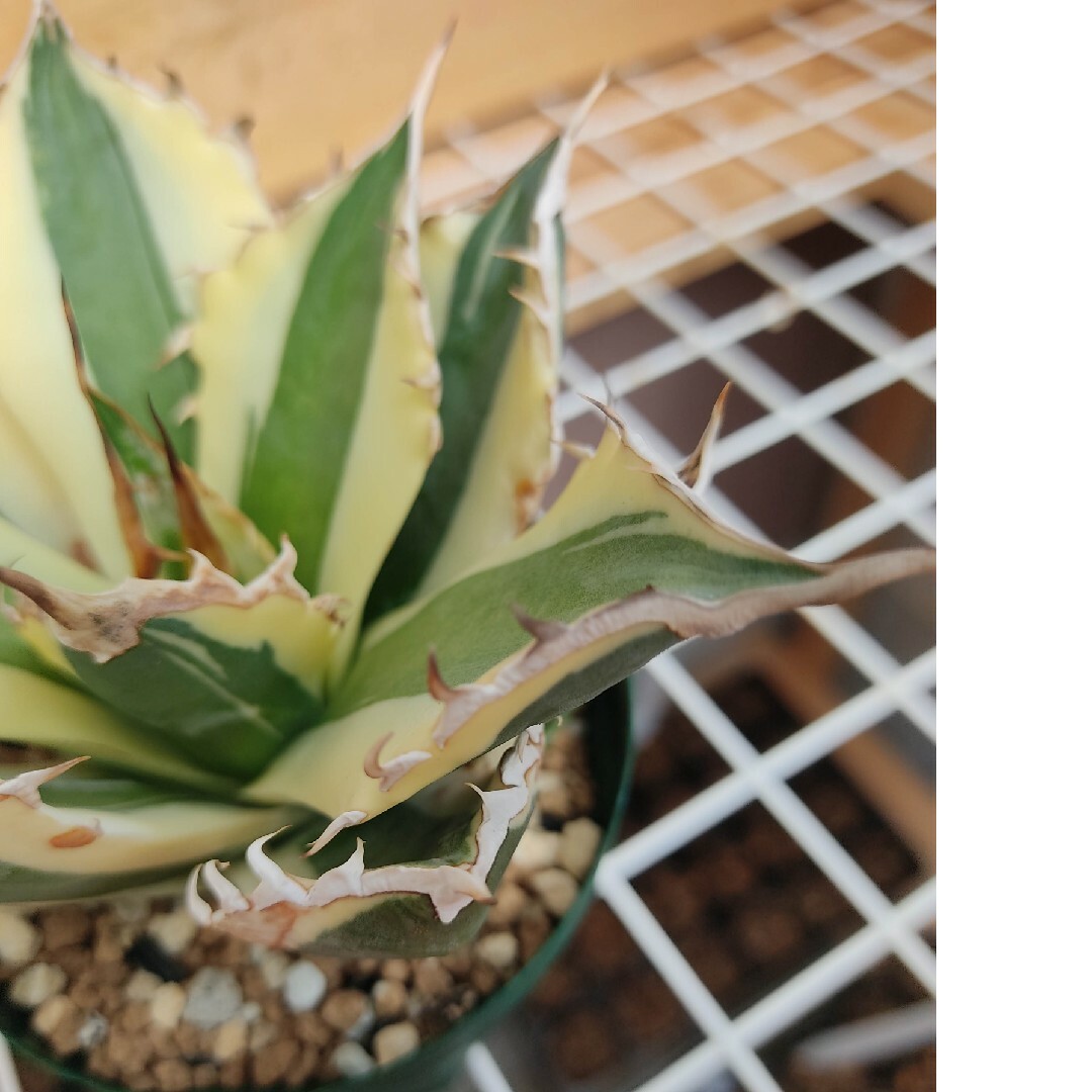 ★発根済★Agave アガベ スナグルトゥース 暴牙 大型 USA現地球 美株