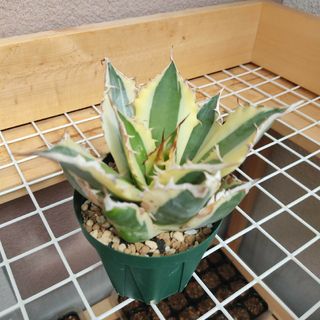 ★発根済★Agave アガベ スナグルトゥース 暴牙 大型 USA現地球 美株(その他)