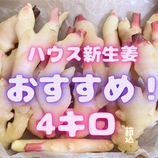 新生姜　　ちょっと訳あり　12(野菜)