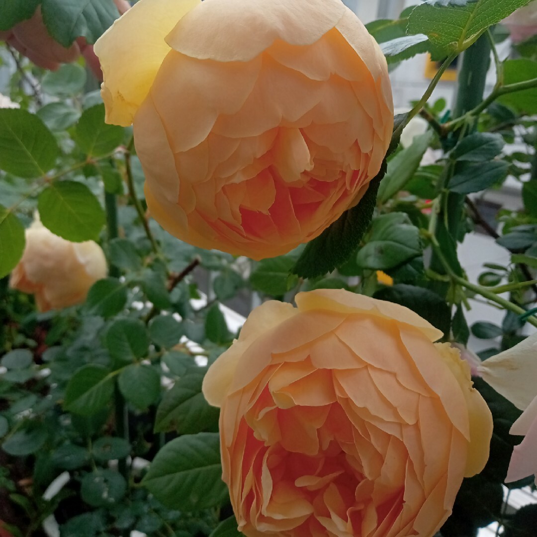 バラ苗　香りがいい人気品種 ハンドメイドのフラワー/ガーデン(その他)の商品写真
