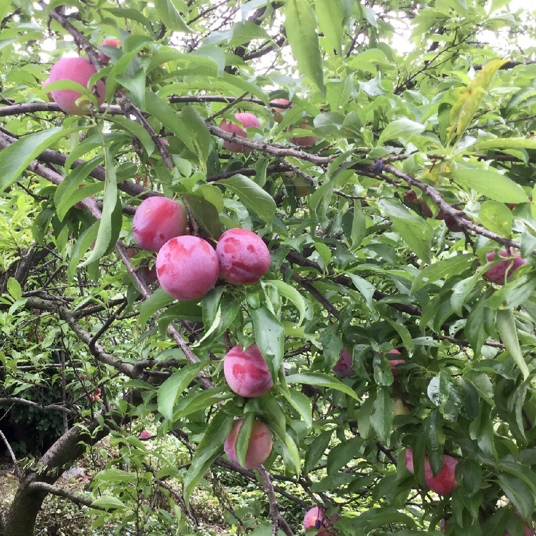 5 ラクマだけの特別価格 岡山県産 農薬不使用 甘い！ すもも1,2kg前後 食品/飲料/酒の食品(フルーツ)の商品写真