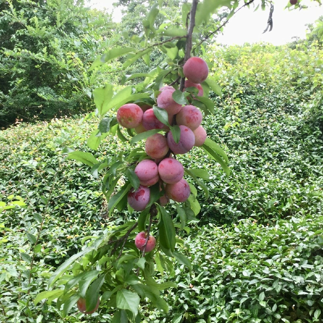 5 ラクマだけの特別価格 岡山県産 農薬不使用 甘い！ すもも1,2kg前後 食品/飲料/酒の食品(フルーツ)の商品写真