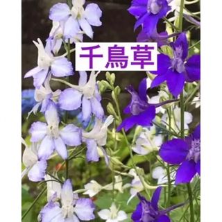 爽やかなお花❗️千鳥草の種2色セット60個(その他)