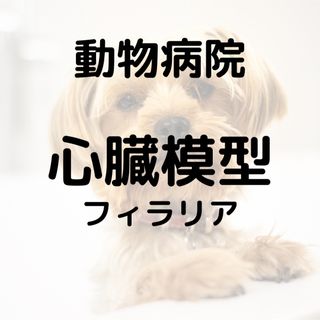 動物病院　心臓模型（フィラリア）(その他)