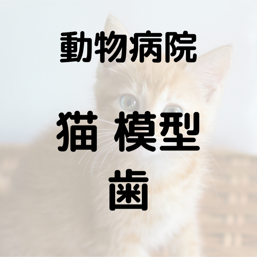 動物病院　猫模型（歯） その他のペット用品(その他)の商品写真