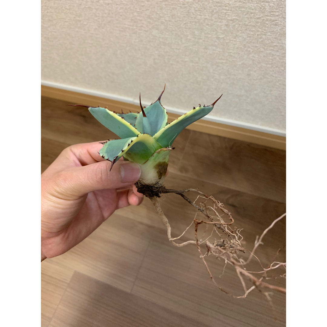 アガベ パリートランカータ オリザバの通販 by BAO's shop|ラクマ アガベ パリートランカータ オリザバの通販 by BAO's shop|ラクマ