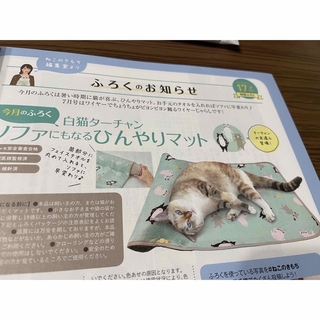 ベネッセ(Benesse)のねこのきもち本誌+付録セット　おまけ付き(専門誌)