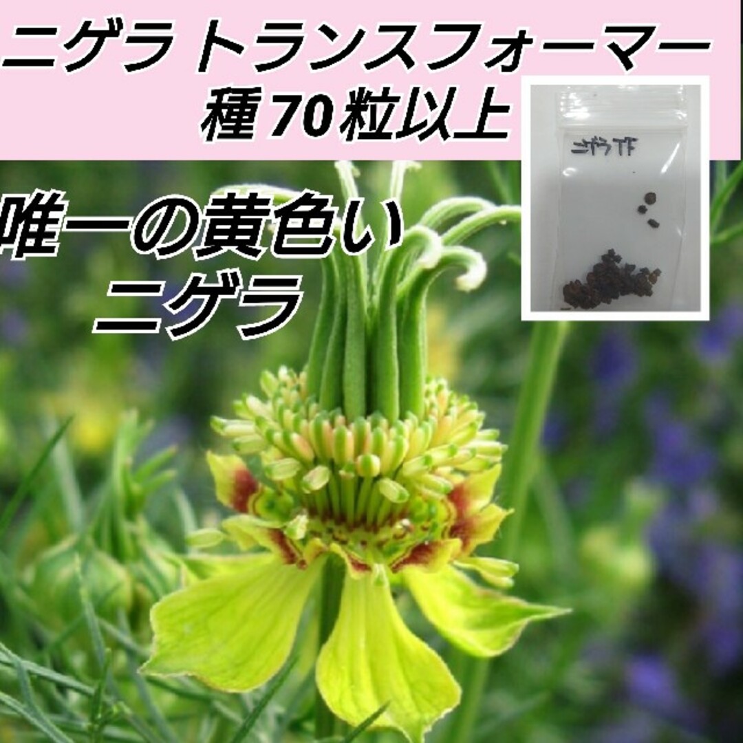 ニゲラ トランスフォーマー 花種70粒以上 ハンドメイドのフラワー/ガーデン(プランター)の商品写真