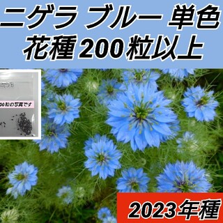 ニゲラ ブルー 単色 花種200粒以上(プランター)