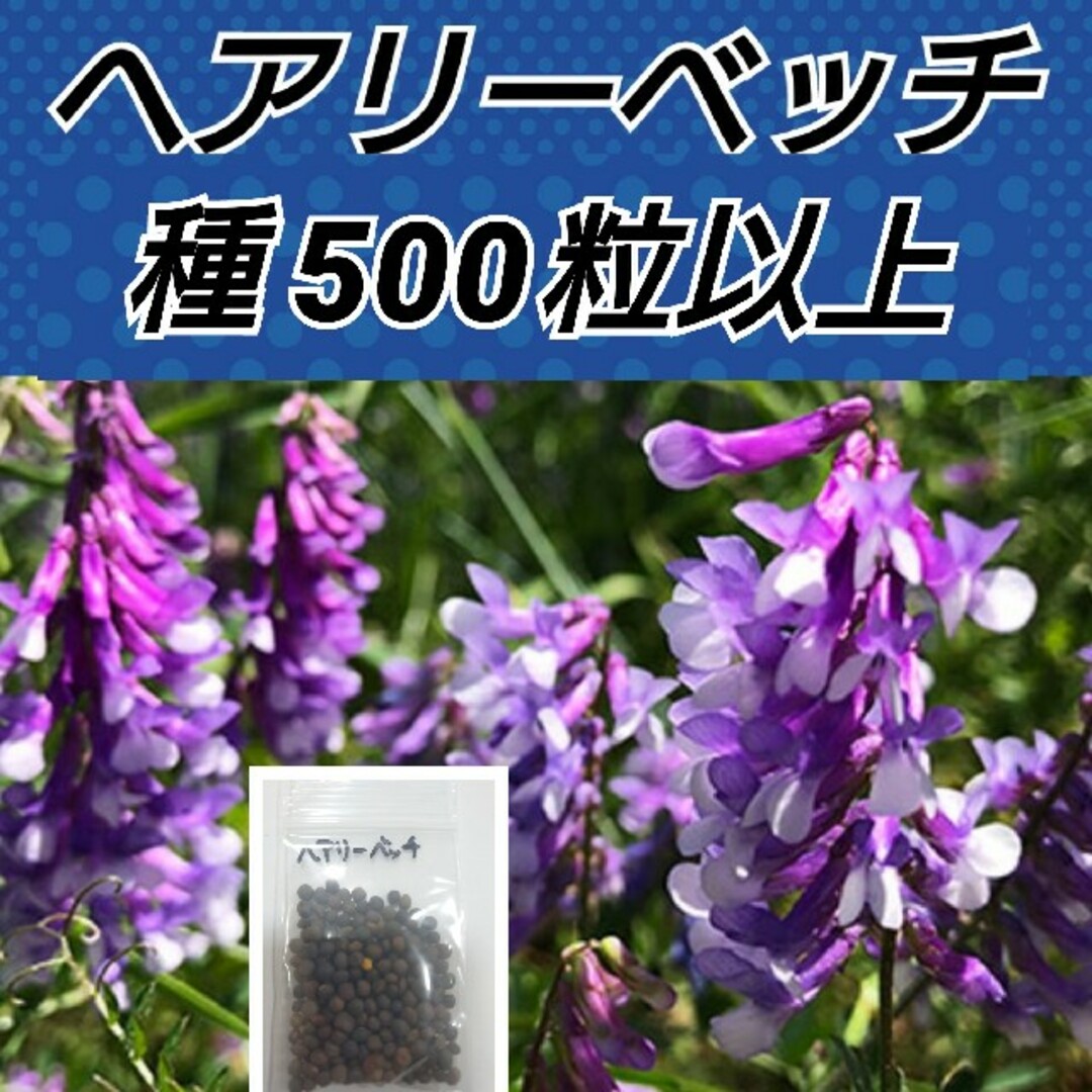 ヘアリーベッチ 花種500粒以上 ハンドメイドのフラワー/ガーデン(プランター)の商品写真