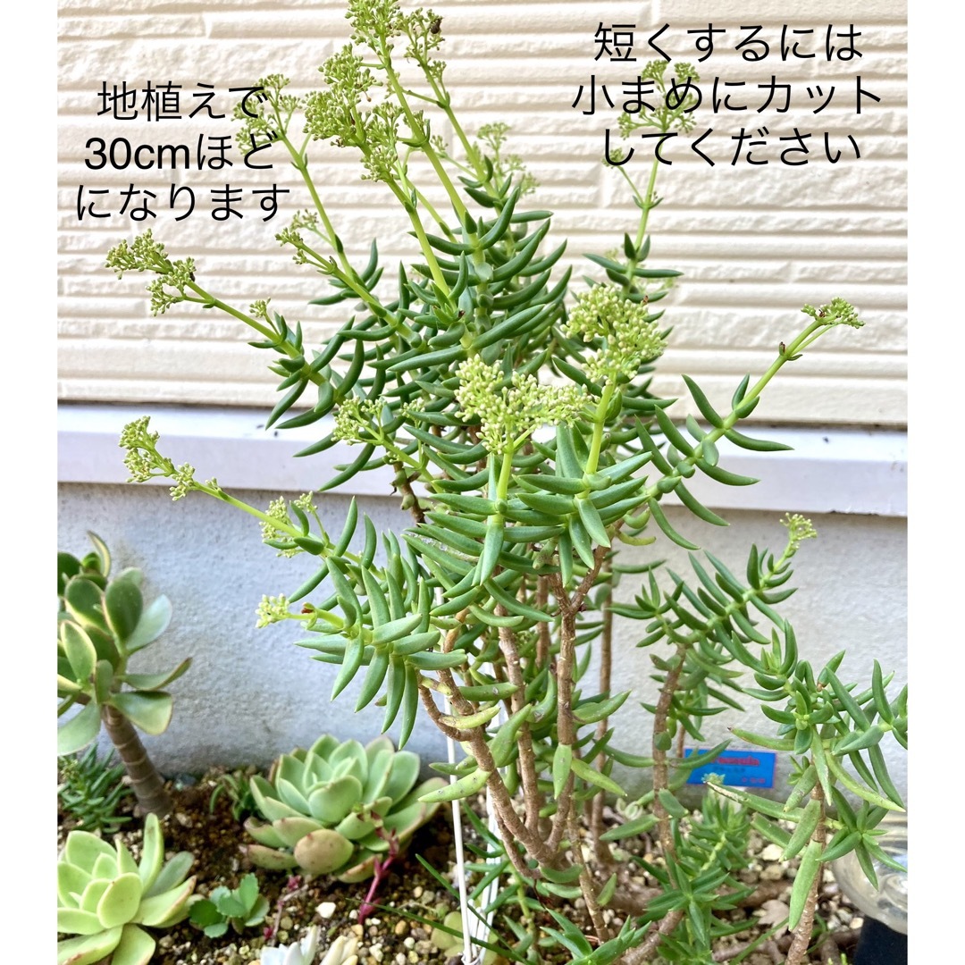 多肉植物　クラッスラ　テトラゴナ　寄植え　5本(小なら10本)　抜き苗　根付き苗 ハンドメイドのフラワー/ガーデン(その他)の商品写真