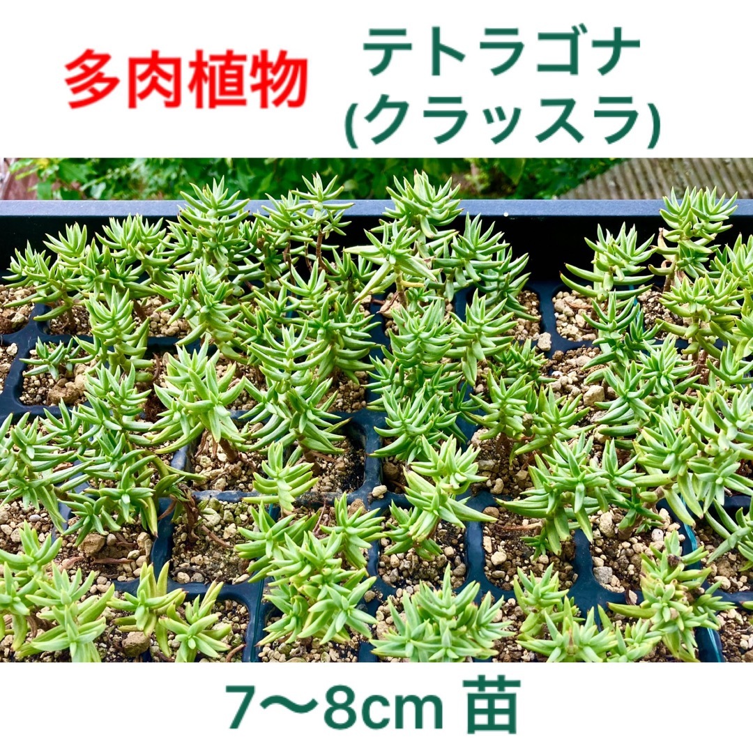 多肉植物　クラッスラ　テトラゴナ　寄植え　5本(小なら10本)　抜き苗　根付き苗 ハンドメイドのフラワー/ガーデン(その他)の商品写真