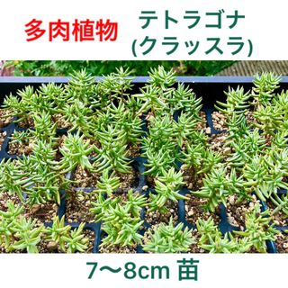 多肉植物　クラッスラ　テトラゴナ　寄植え　5本(小なら10本)　抜き苗　根付き苗(その他)