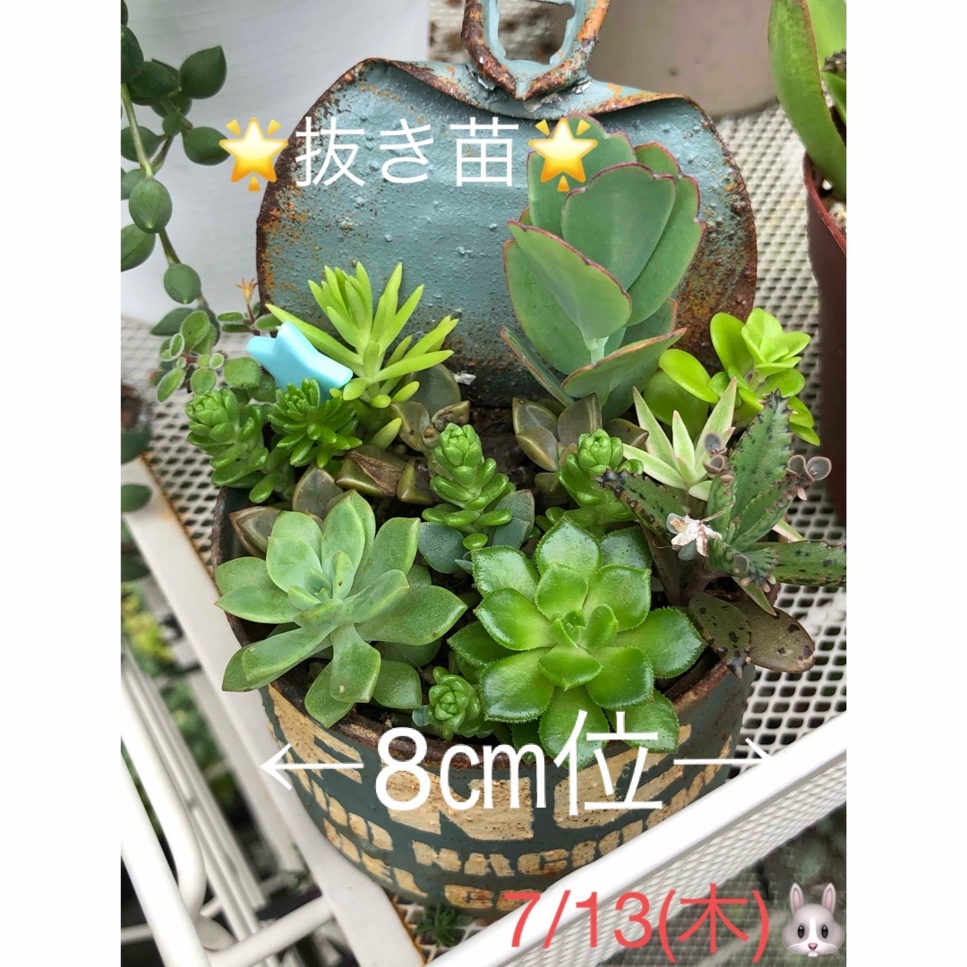 多肉植物❤︎寄せ植え❤︎鉢の中身を全部♪ ハンドメイドのフラワー/ガーデン(その他)の商品写真
