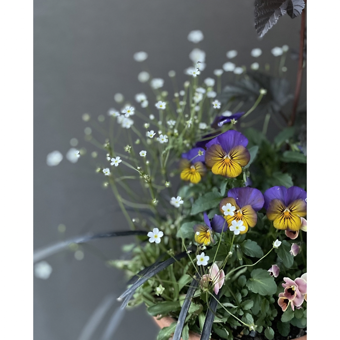 珍しいお花の種　アンドロサセ　スターダスト  100粒以上 ハンドメイドのフラワー/ガーデン(その他)の商品写真