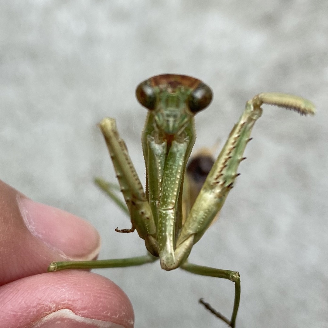 標本　カマキリ