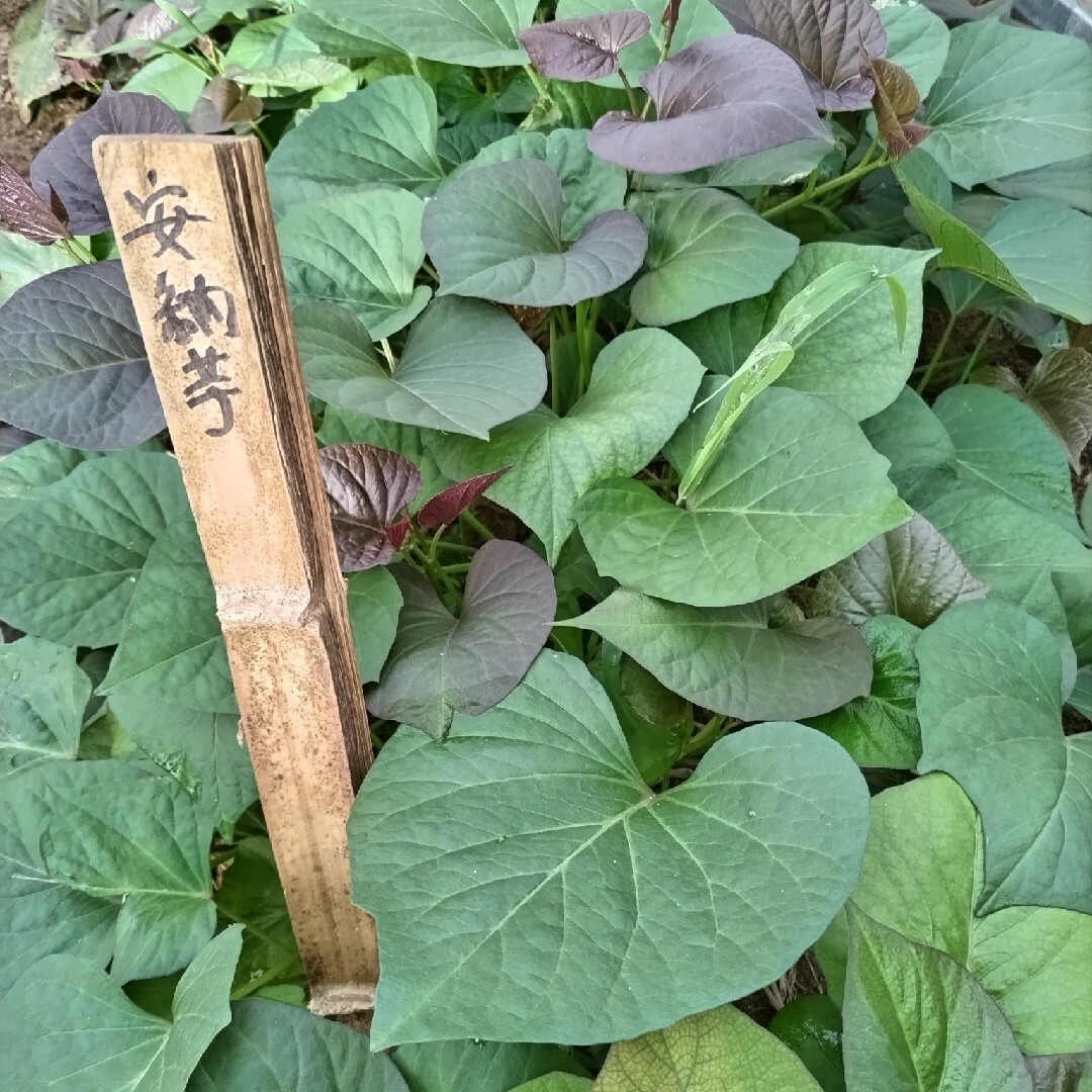 安納芋の苗・５本❣️無農薬 食品/飲料/酒の食品(野菜)の商品写真