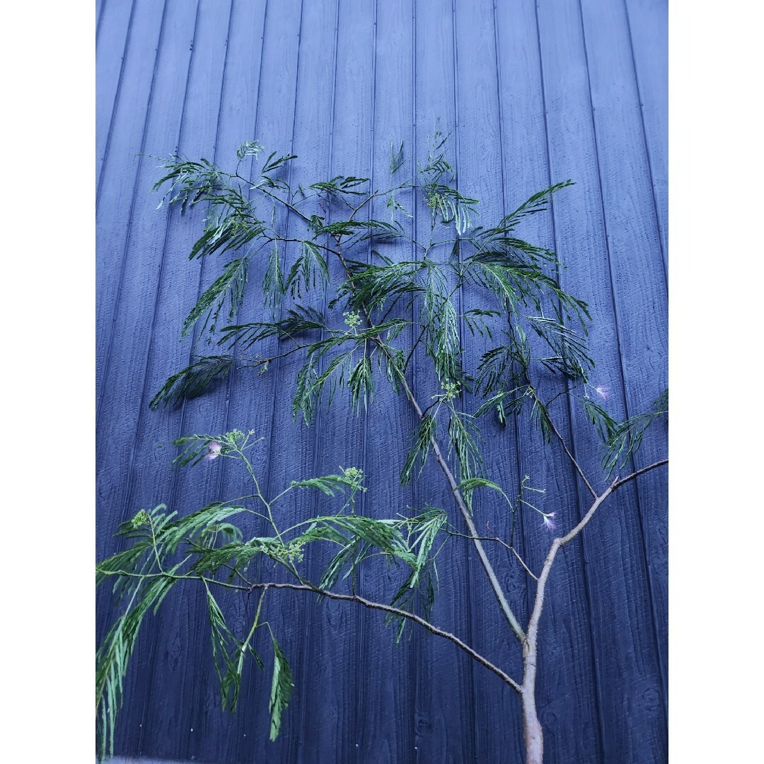 観葉植物 エバーフレッシュ ねむの木 ネムノキ　雑木　雑木　枝物　挿し枝