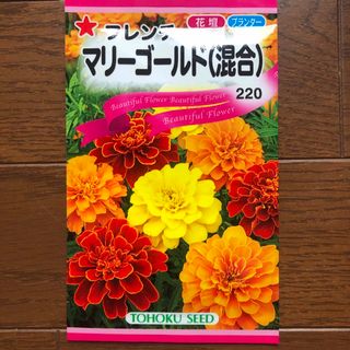 マリーゴールド種　フレンチ種　草丈低め(プランター)