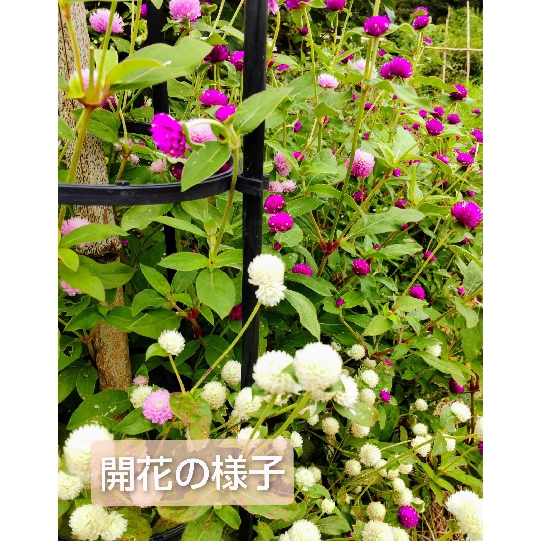 【3色MIX120個】千日紅 センニチコウ ドライフラワー ハンドメイドのフラワー/ガーデン(ドライフラワー)の商品写真