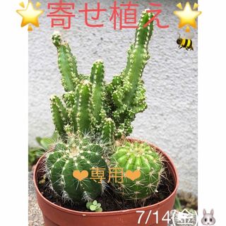 多肉植物❤︎寄せ植え❤︎サボテン❤︎3種❤︎このままお届け♪(その他)