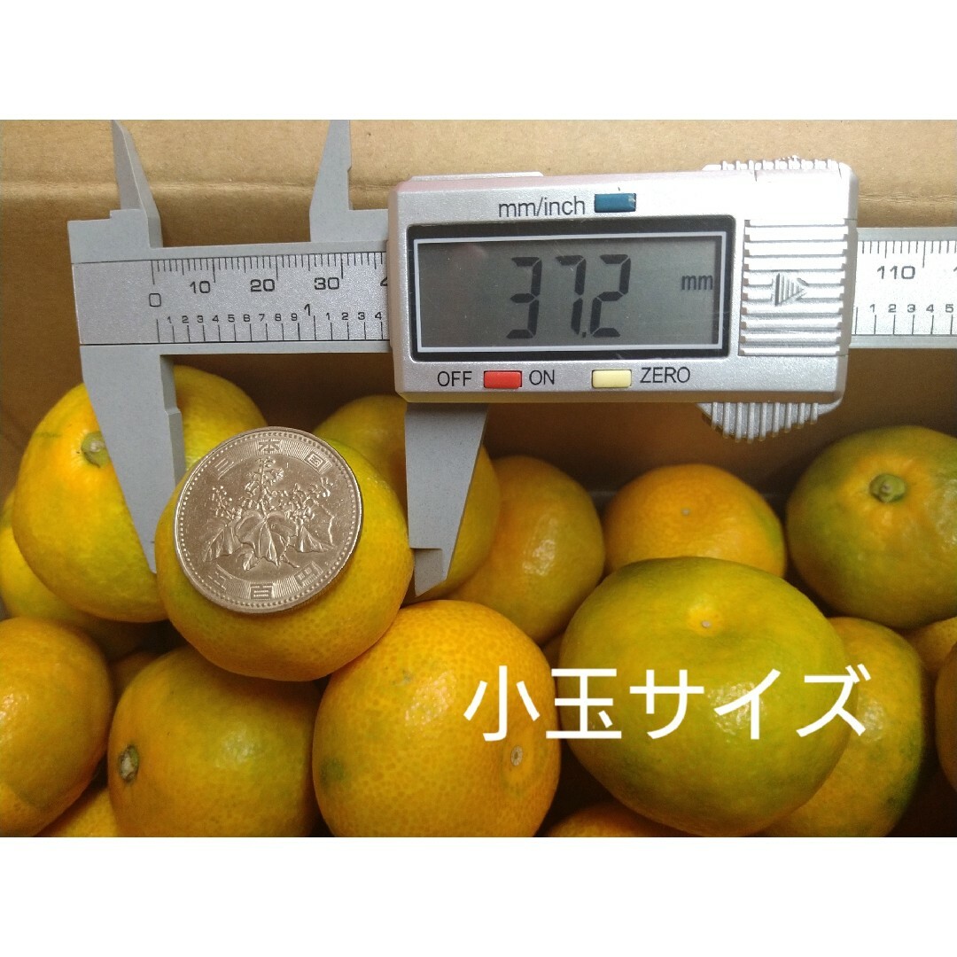 山北温室みかん 興津早生 [緑] 3S～小玉 1㎏ 高知県産 宅配便コンパクト 食品/飲料/酒の食品(フルーツ)の商品写真