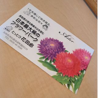 花回廊　アスター種(その他)