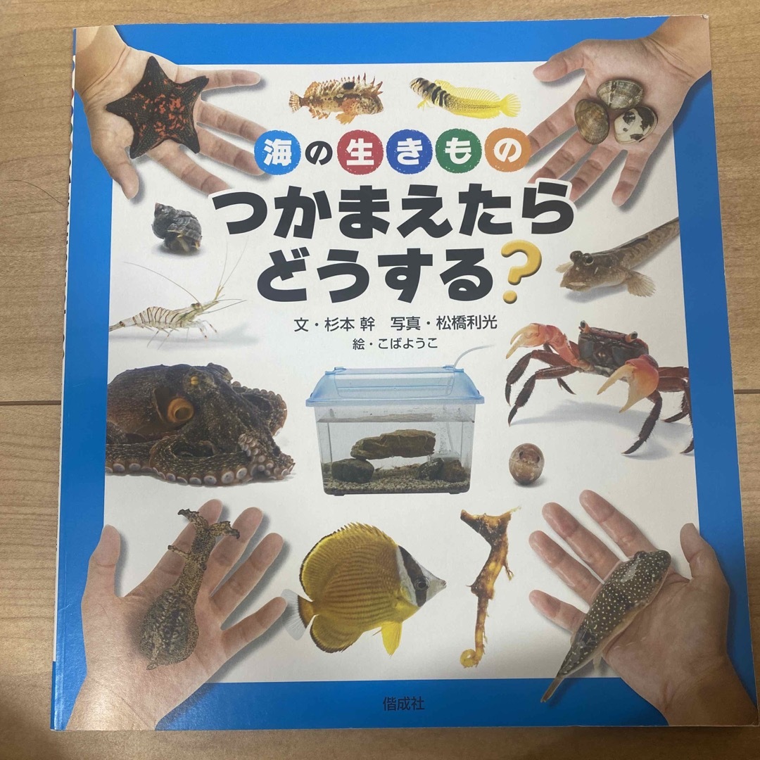 海の生きものつかまえたらどうする？/偕成社/杉本幹