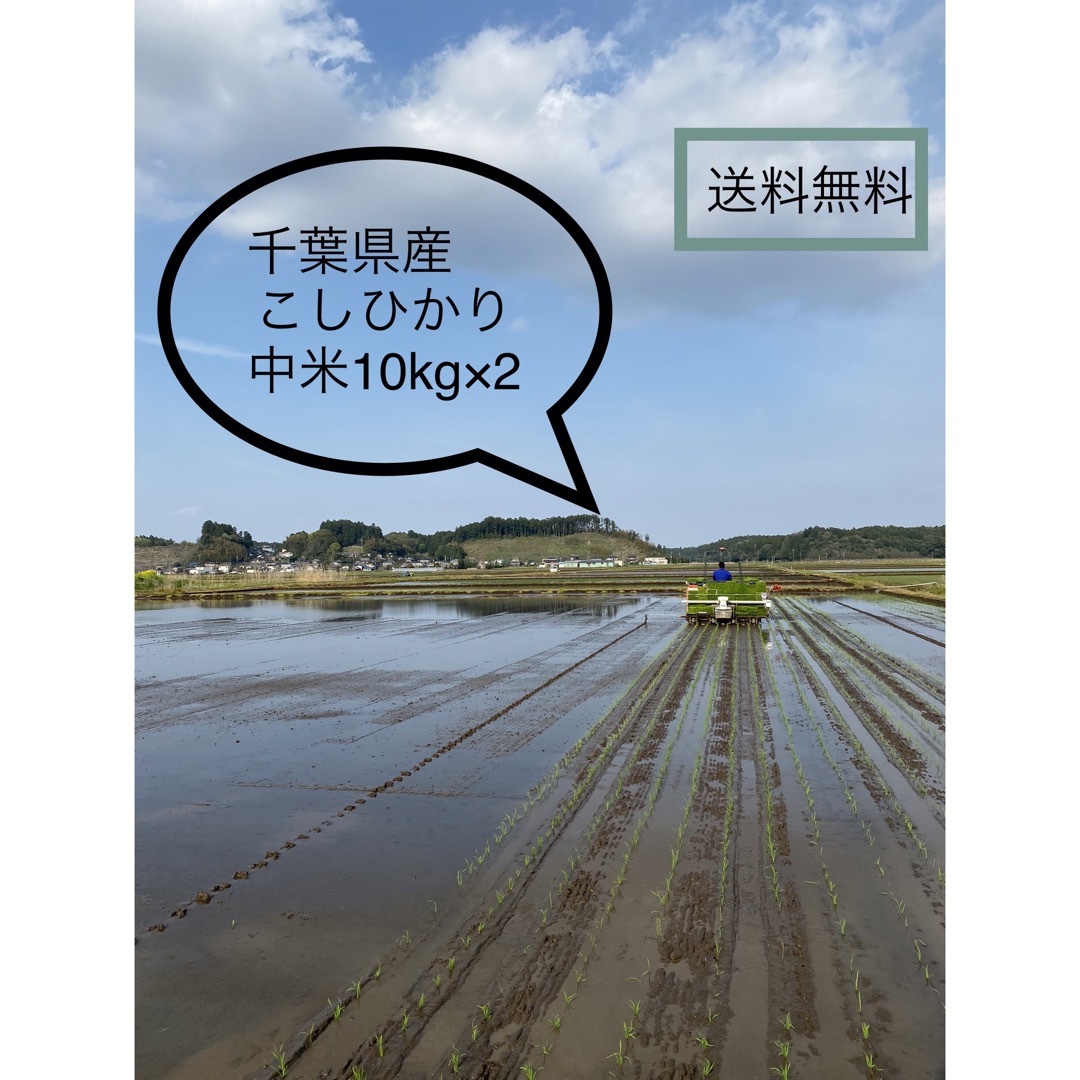 令和4年千葉県産こしひかり中米　米/穀物