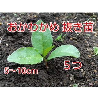 【今が植え時】おかわかめ抜き苗 ５つ(野菜)