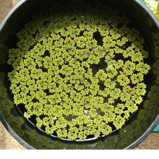アカウキクサ　200株　浮草　浮き草　　グリーンウォーター　メダカ　金魚　水草(アクアリウム)