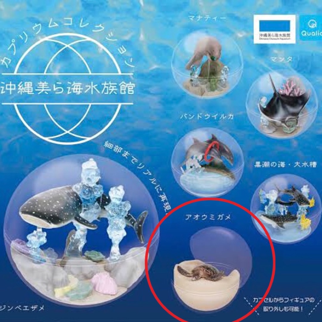 最新号掲載アイテム 沖縄 美ら海水族館 ガチャポン 海ガメ