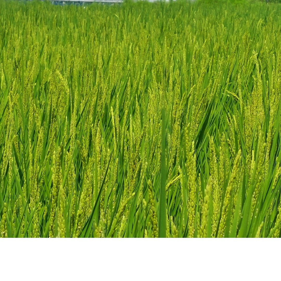 食品/飲料/酒減農薬栽培　天日干し  長野県産コシヒカリ  玄米20㎏