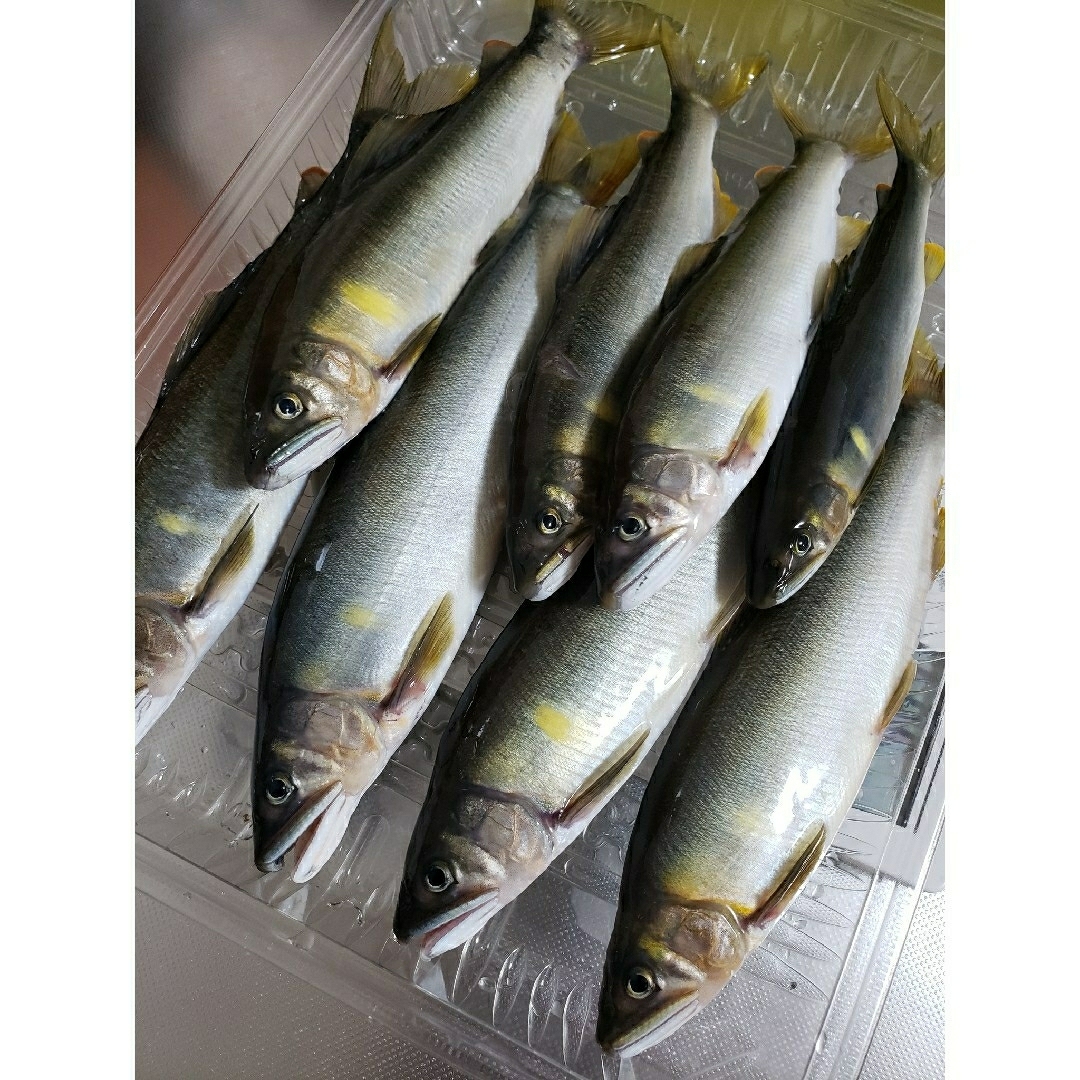 専用です。冷凍 鮎 7/14 安芸川 食品/飲料/酒の食品(魚介)の商品写真