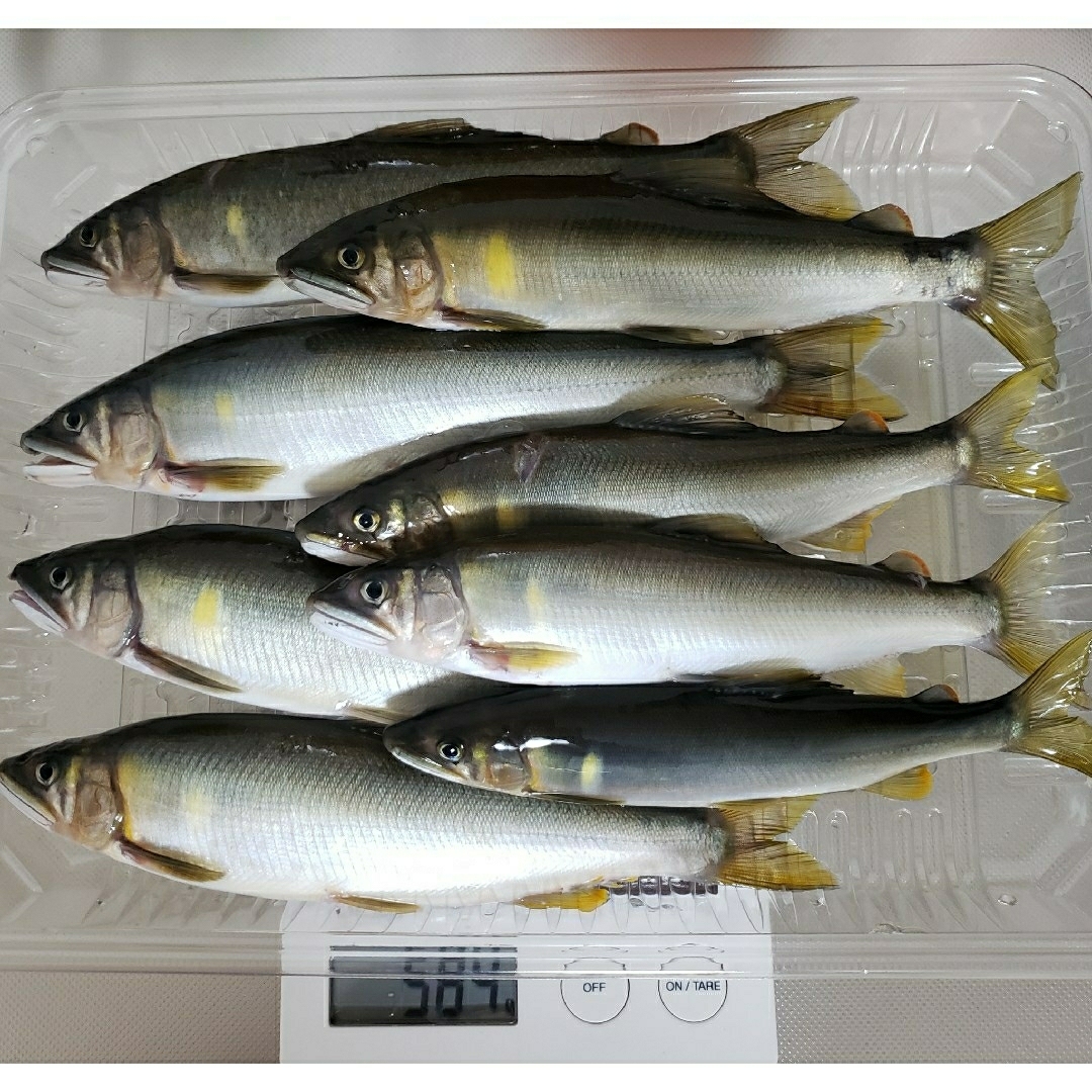 専用です。冷凍 鮎 7/14 安芸川 食品/飲料/酒の食品(魚介)の商品写真